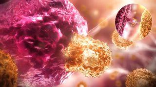 T细胞攻击患病细胞
